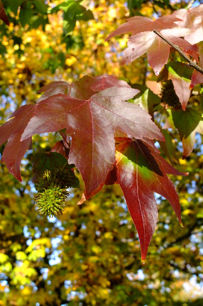 November close-up photo