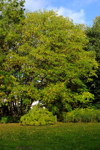 October tree photo
