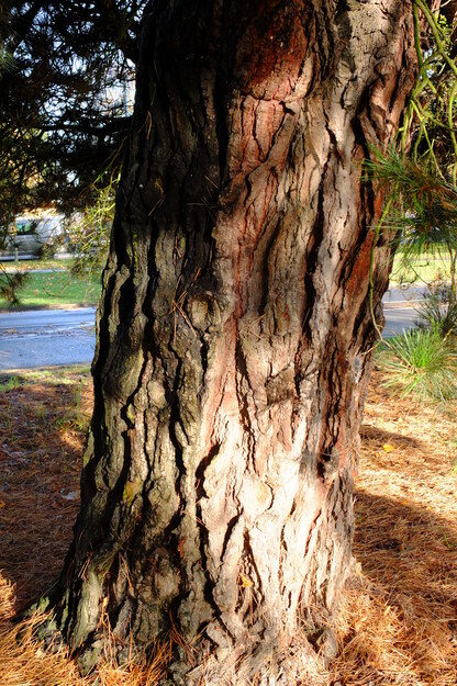 November close-up photo