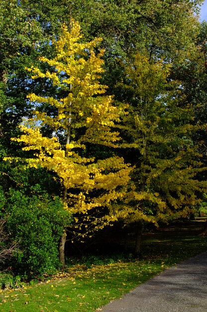 Photo of Ginkgo biloba