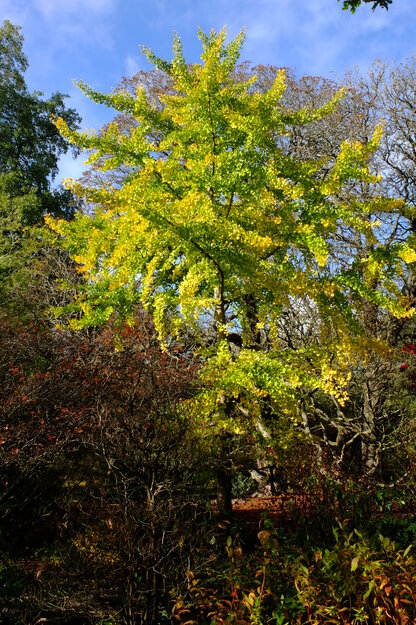 October tree photo