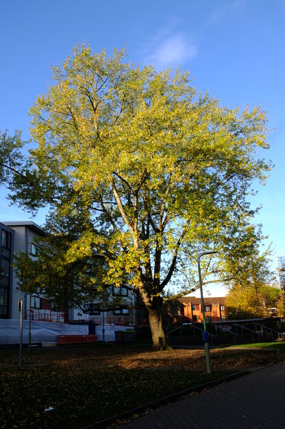 Mackinder Hall courtyard tree photo
