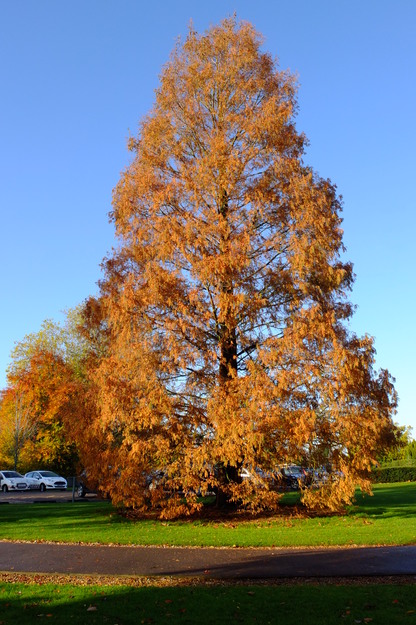Photo of Metasequoia glyptostroboides