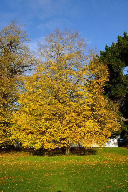 Shinfield Road tree photo