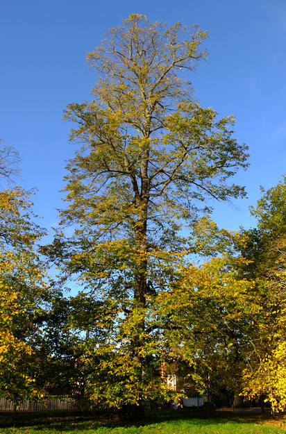 October tree photo