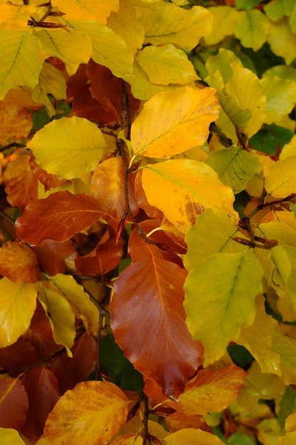 November close-up photo