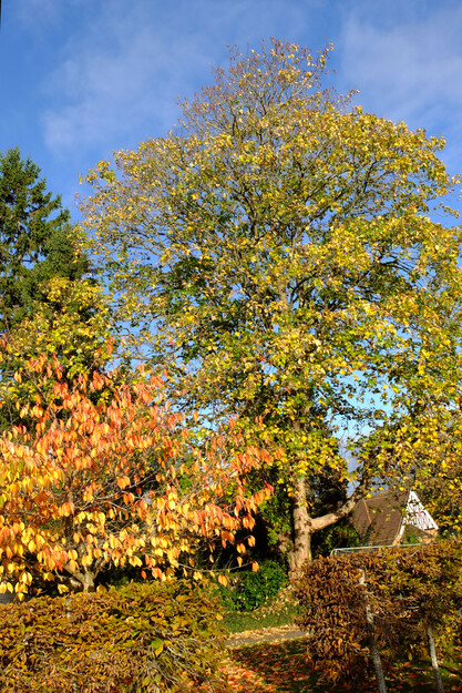Photo of Acer pseudoplatanus