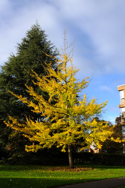 Photo of Ginkgo biloba