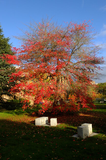 October tree photo