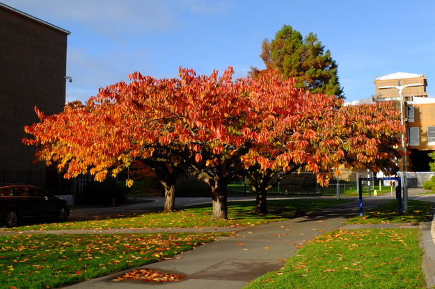 Photo of Prunus serrulata 'Tai-haku'