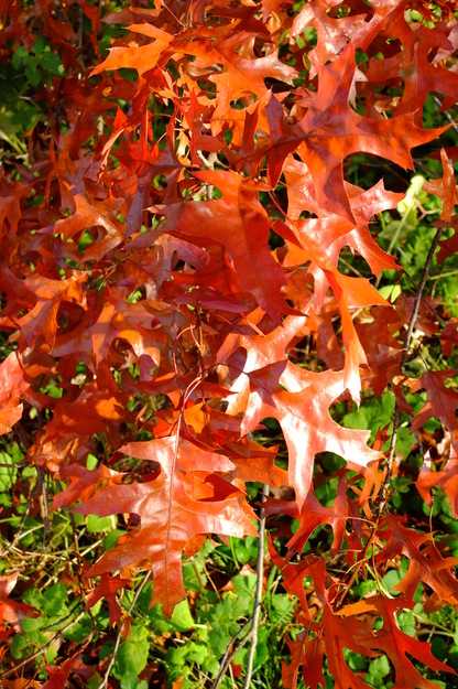 November close-up photo
