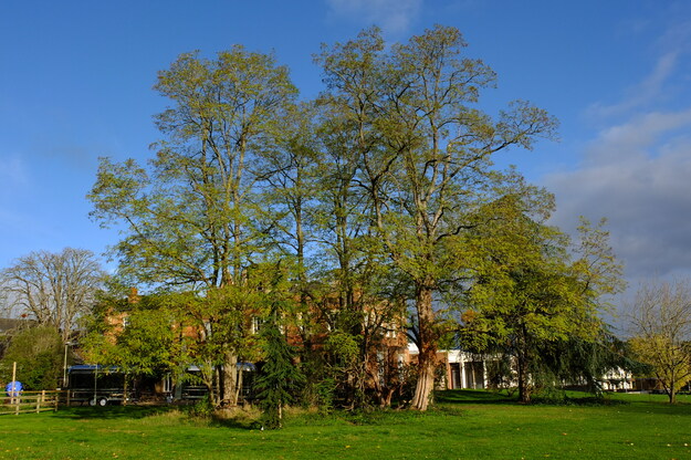 Park House tree photo