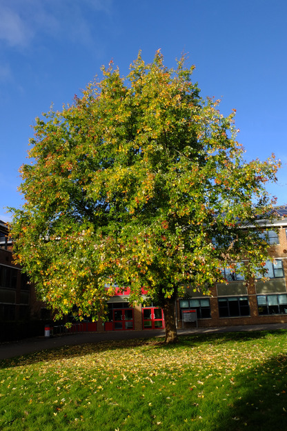 Photo of Acer saccharinum