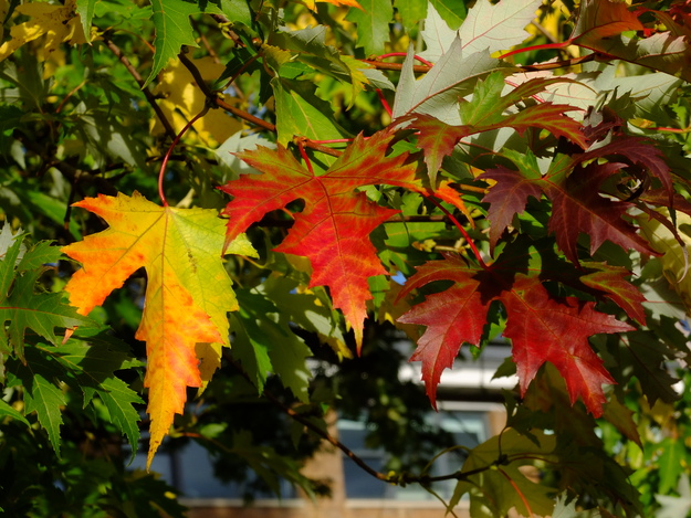 October close-up photo