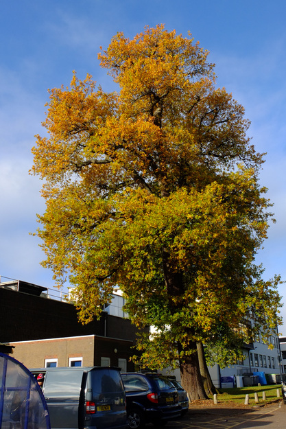Photo of Quercus robur
