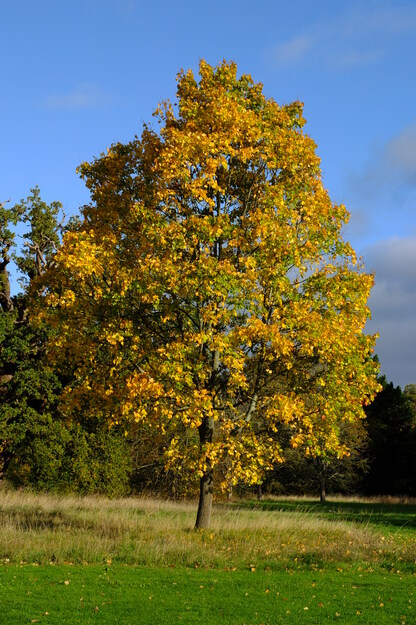 October tree photo