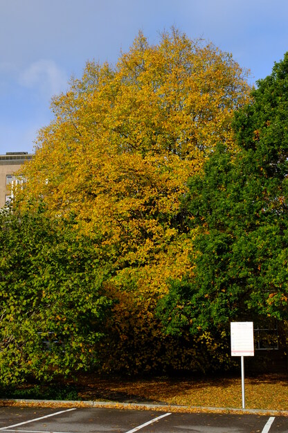 October tree photo