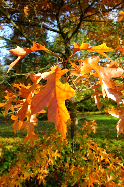 November close-up photo