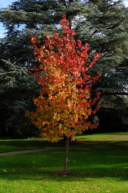 October tree photo