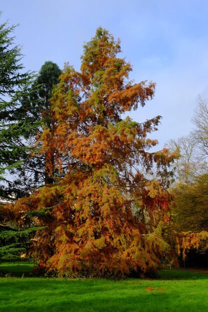 October tree photo