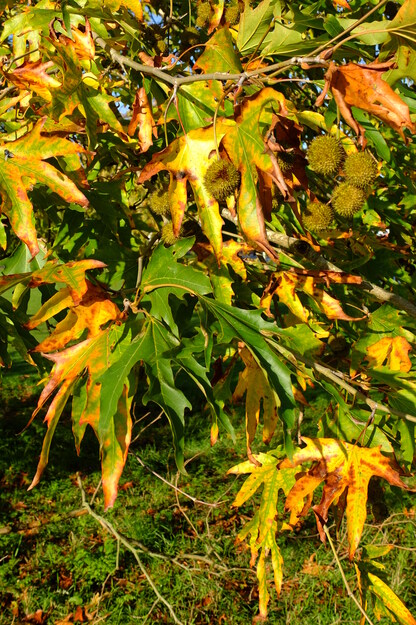 November close-up photo