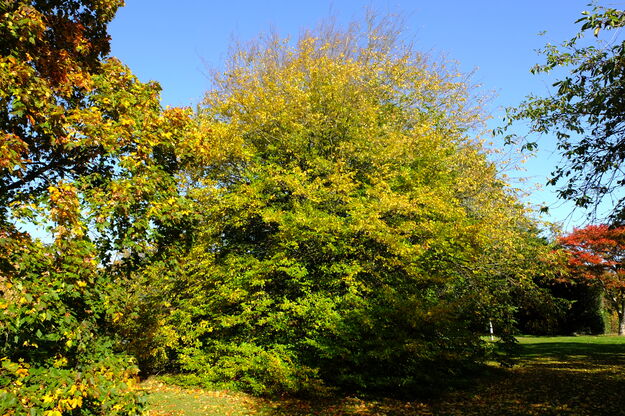 Childs lawn tree photo