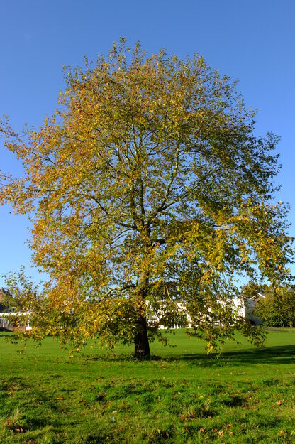 Photo of Platanus orientalis