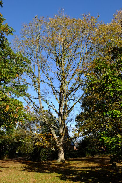 Wessex lakeside tree photo