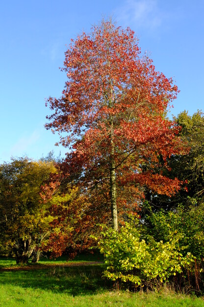 Friends Bridge tree photo
