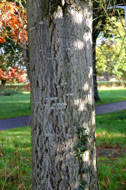 November close-up photo