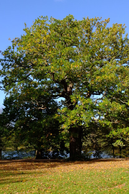 October tree photo