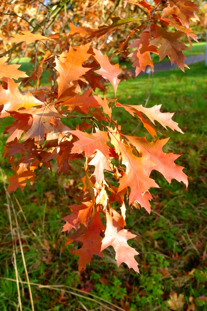 November close-up photo