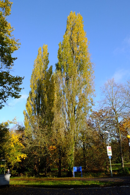 Agromet Way tree photo