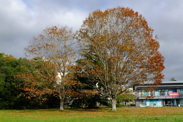 October tree photo