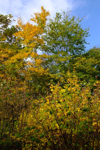 October tree photo
