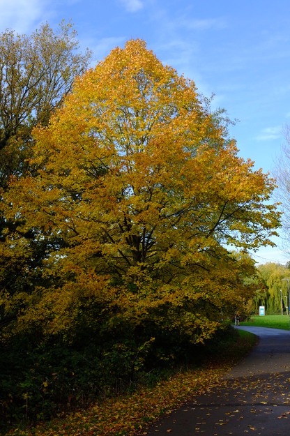 Agromet Way tree photo