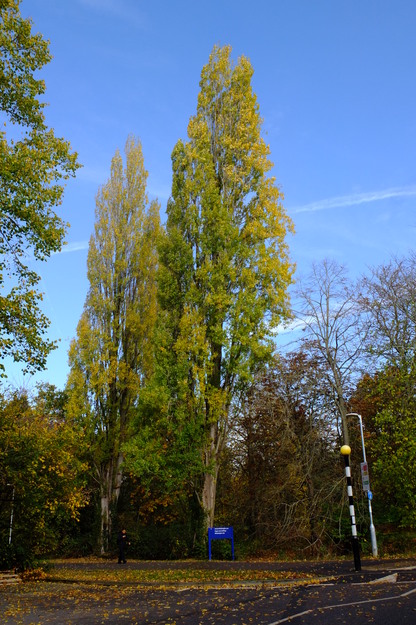 October tree photo