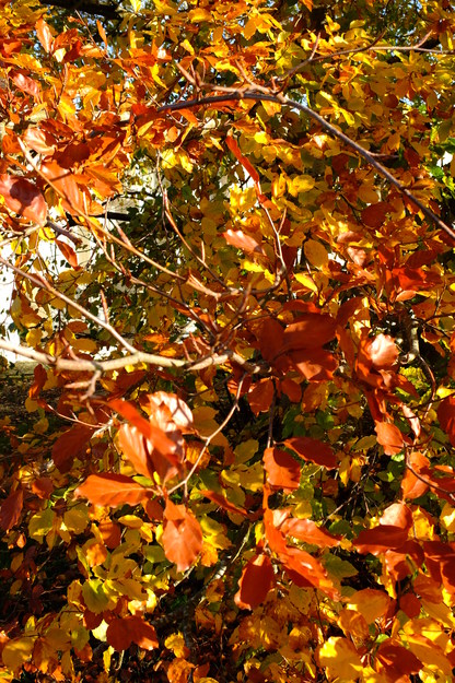 November close-up photo