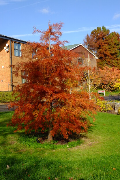 Thomson South tree photo