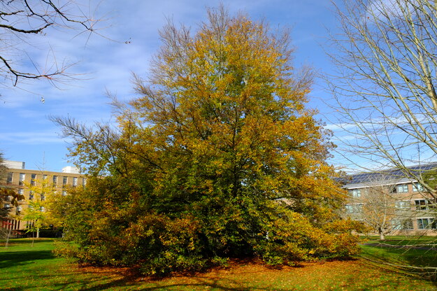 Photo of Fagus sylvatica