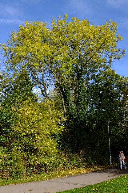 Causeway Bridge tree photo