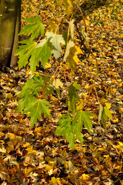 November close-up photo
