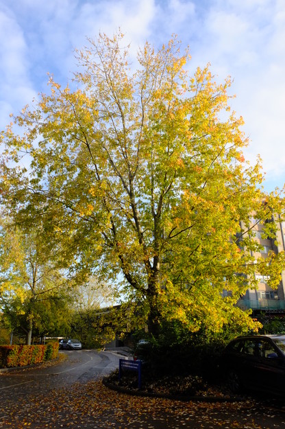 Tower South tree photo