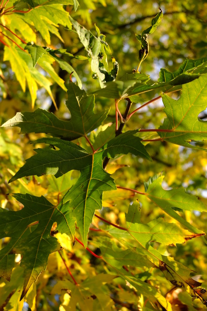 November close-up photo