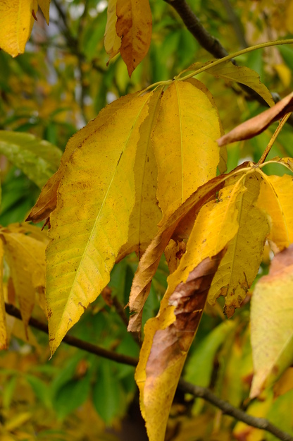 October close-up photo