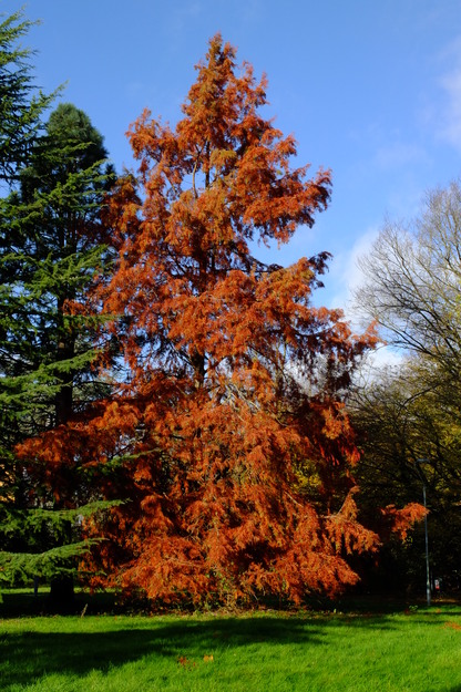 Foxhill House West tree photo