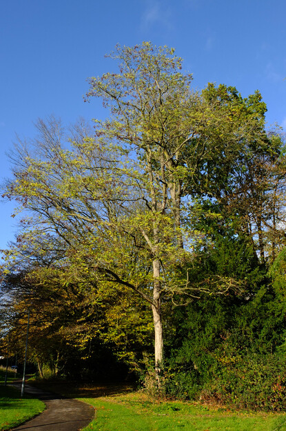Foxhill tree photo