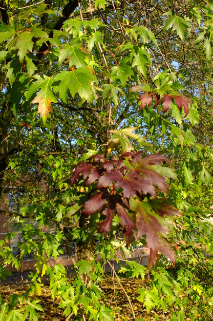 November close-up photo