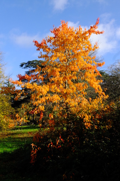 East lake park tree photo