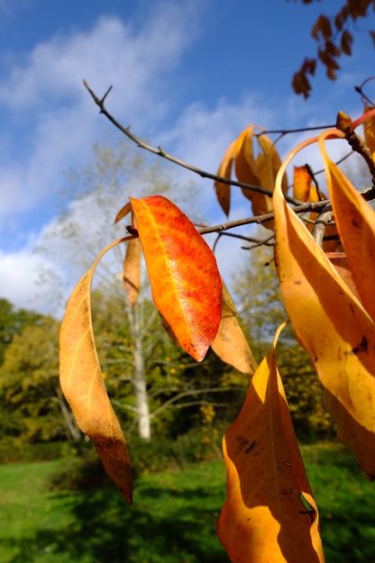 November close-up photo